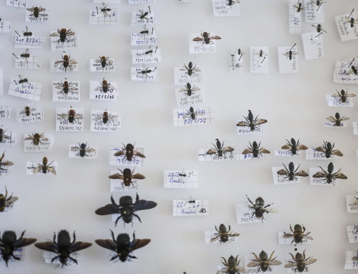 Algunas de las abejas que se pudieron contemplar en el taller del biólogo Joan Díaz Calafat.  | T.ESCOBAR