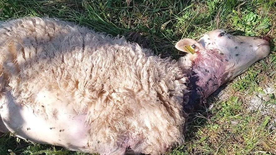Eine neue Hundeattacke, bei der Schafe von drei Fincas zwischen Santa Margalida und Muro getötet wurden.