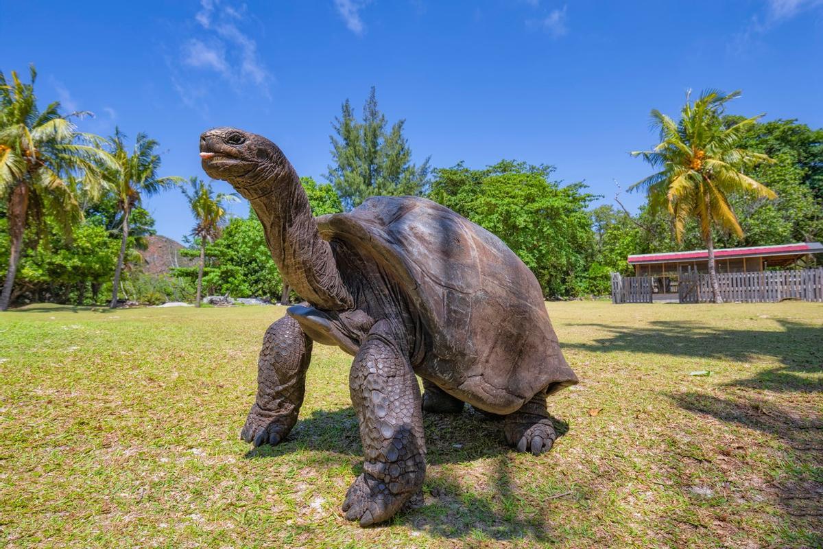 Aldabra es un atolón de coral que se encuentra en las denominadas Islas Exteriores en el Océano Índico. Permanece prácticamente intacta de vida humana, ya que el acceso a la isla es complicado, y es por eso que en ella se ha desarrollado una gran riqueza natural en cuanto a la flora y la fauna. Una de sus particularidades es que conserva unas 152.000 tortugas gigantes, la población mas grande del mundo de este reptil.  Fue catalogado por la Unesco en 1982 como Patrimonio de la Humanidad.
