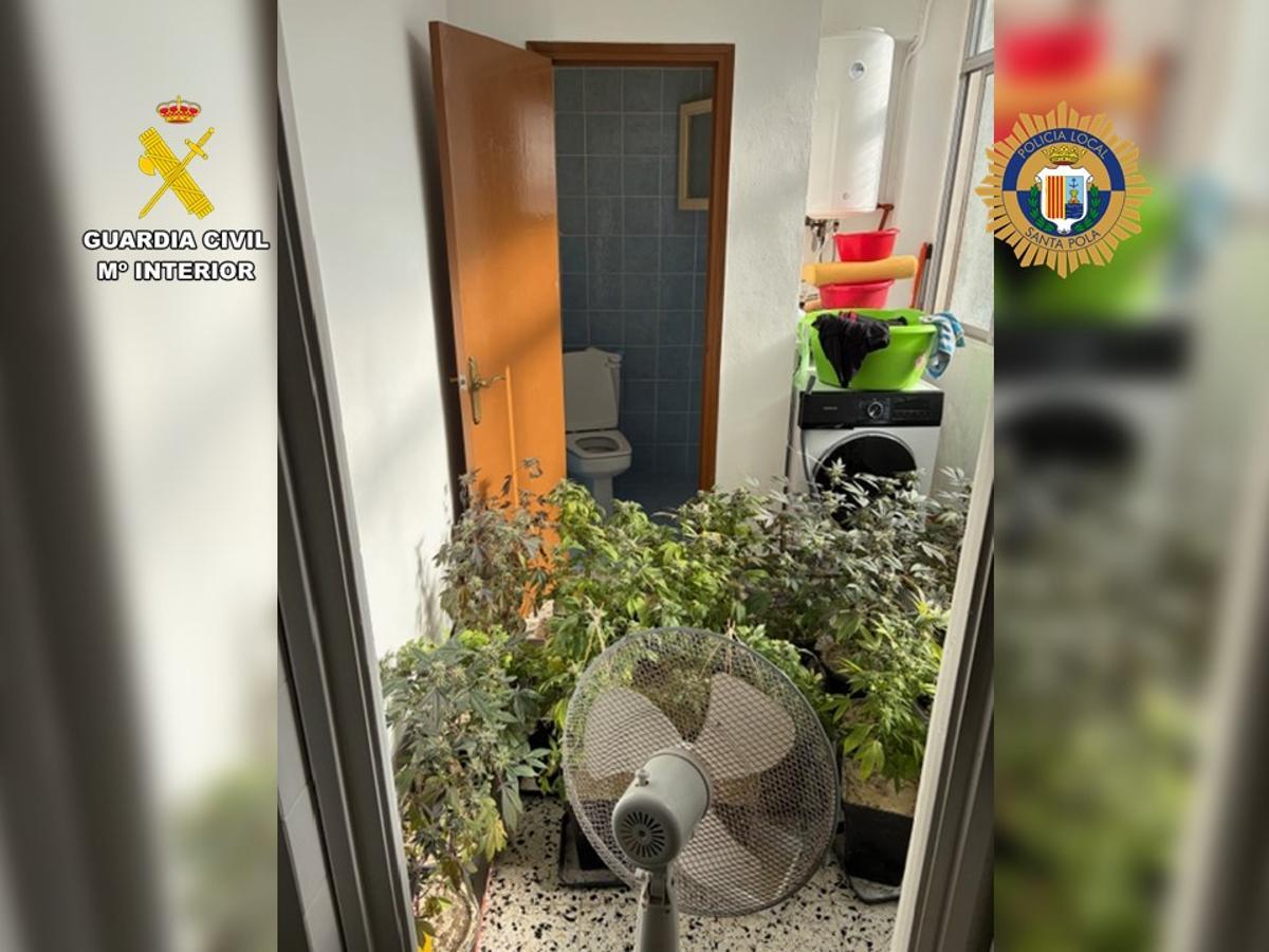 La plantación de marihuana hallada en un piso de Santa Pola.