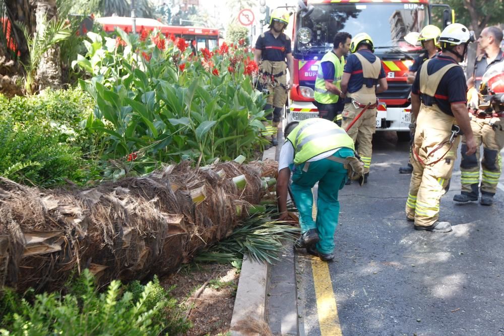 Cae una palmera en Marqués del Túria, en Valencia.