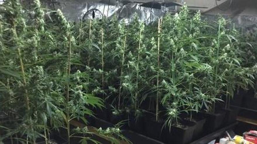 Enxampat un veí de Balsareny amb 560 plantes de marihuana a casa