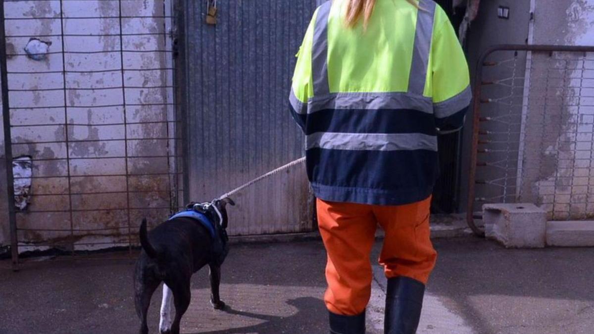 La encargada del centro de recogida de Benavente, con un perro en la instalación. / E. P.