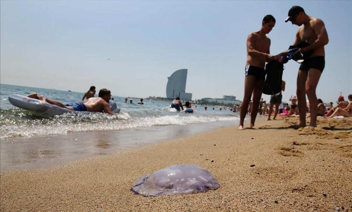 Una medusa en la Barceloneta.