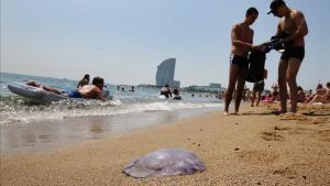 Una medusa en la Barceloneta.