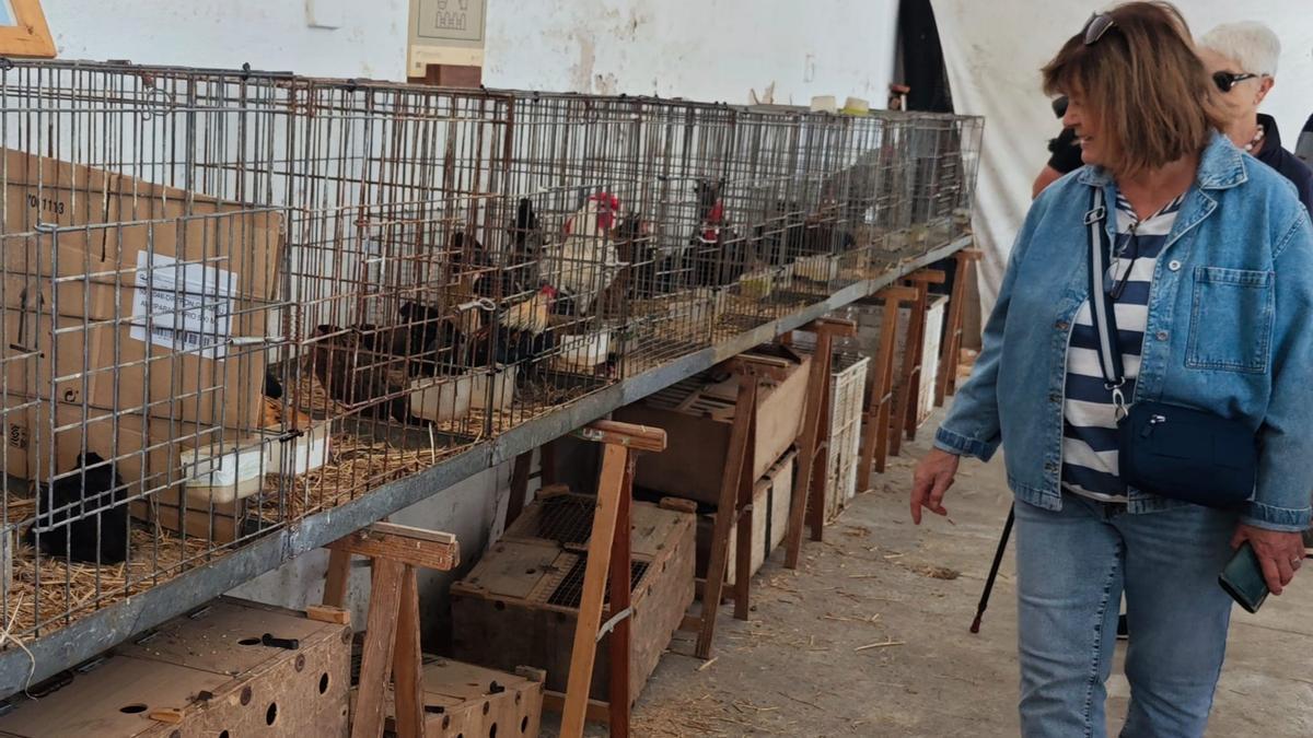 GRIPE AVIAR | Tranquilidad en Sineu: la venta de gallinas en el mercado sigue sin alteraciones