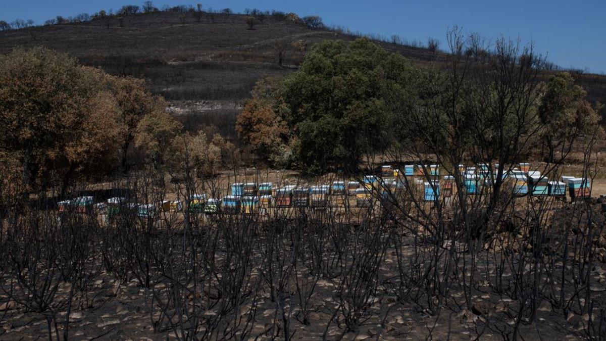 Asentamiento de colmenas salvado milagrosamente por las llamas