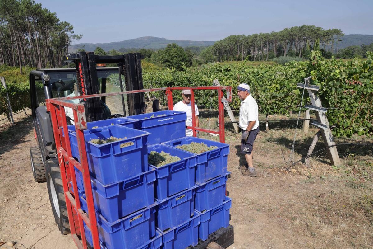 La vendimia iniciada esta mañana en Bodegas Santiago Ruiz (O Rosal). La vendimia iniciada esta mañana en Bodegas Santiago Ruiz (O Rosal).