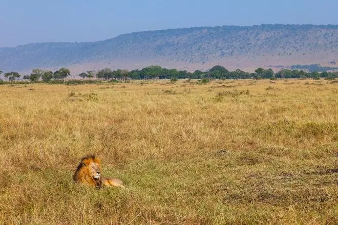 Los señores de la sabana del Masai Mara