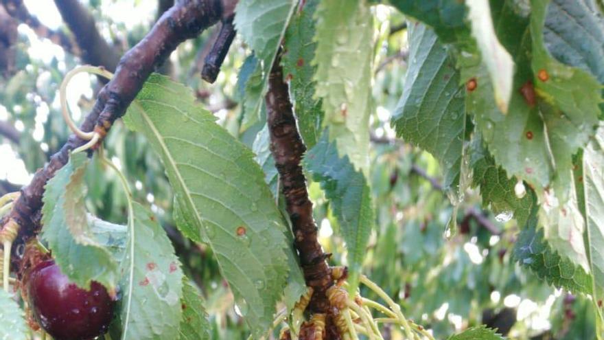 Más de 700 toneladas de cerezas perdidas con el granizo en Tornavacas