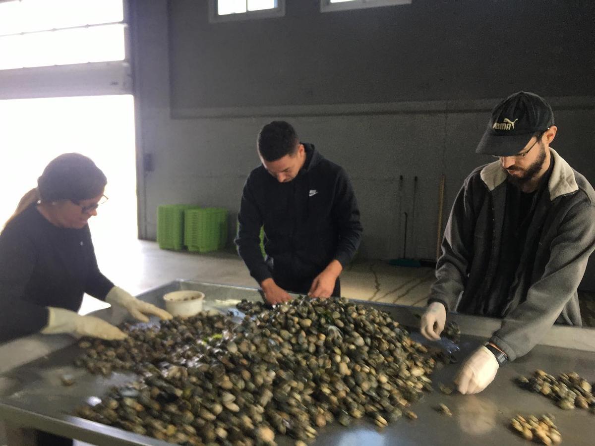 Manipulación de bivalvos en las naves de O Ramal.