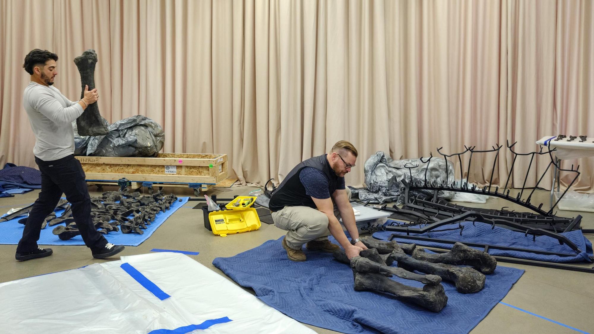 Colocando el Apex Stegosaurus en el El Museo Americano de Historia Natural de Nueva York