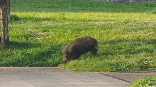 Abatido a tiros un jabalí que atacó a una mujer en Ventanielles (Oviedo): "Cargaba contra todos"