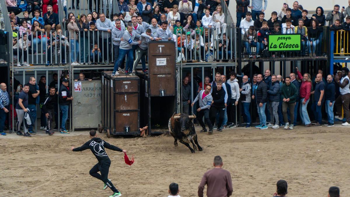 Momento de la salida del toro de Torrestrella exhibido en el noviembre taurino de Nules.