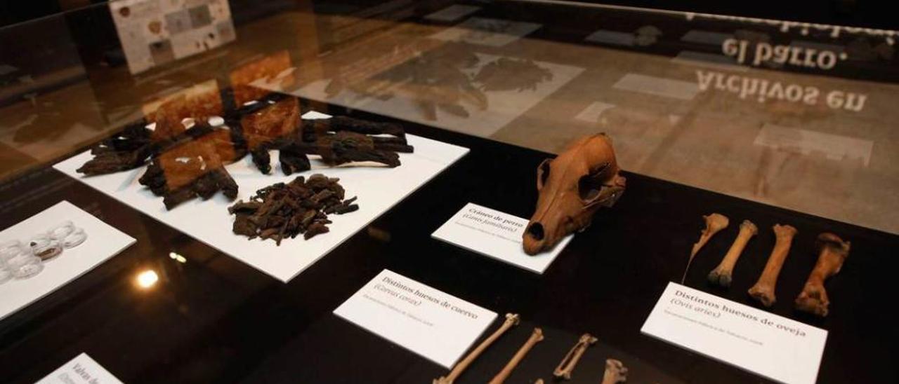 Algunos restos romanos de animales hallados en el yacimiento de Tabacalera, en la exposición del Museo del Ferrocarril.