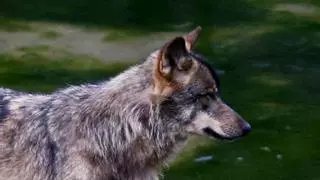 Suspendidas las batidas de lobos en Asturias tras la sentencia del Supremo: incertidumbre jurídica en el Principado