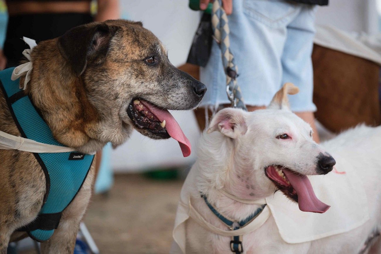 Día de los Animales en Santa Cruz