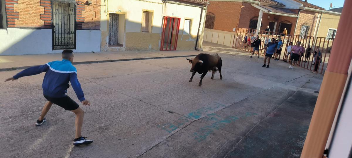 GALERÍA | Morales de Toro vive su primer encierro de las fiestas de San Roque 2024 GALERÍA | Morales de Toro vive su primer encierro de las fiestas de San Roque 2024
