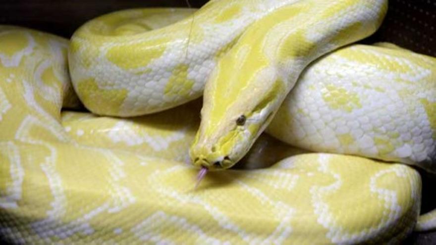 Una serpiente exótica acaba con la vida de dos niños