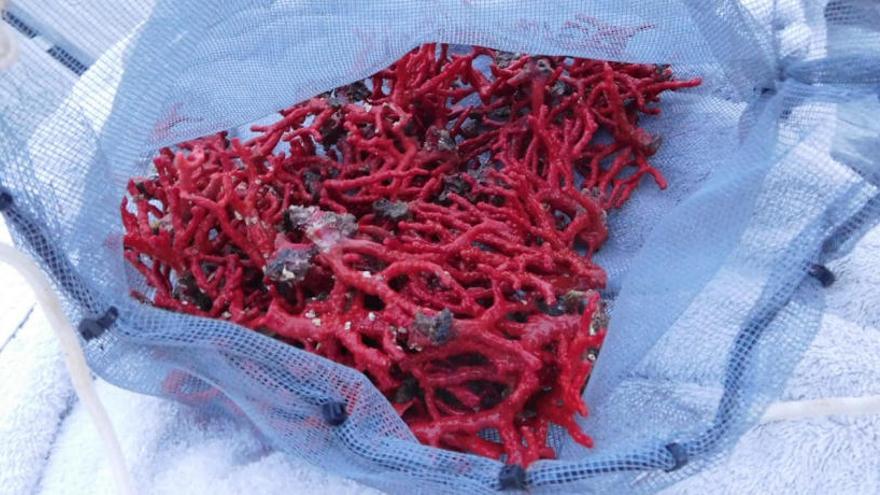 Comissen prop d&#039;1 quilo de corall vermell extret il·legalment del Cap de Creus