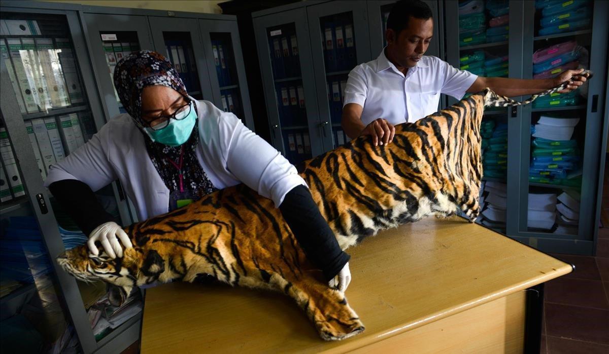 Piel de tigre de Samatra confiscado por oficiales indonesios de conservación de fauna salvaje.