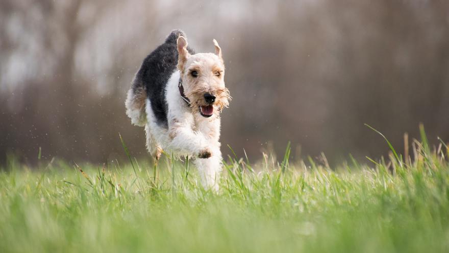 TRUCOS PERROS | ¿Qué hacer cuando un perro tiene miedo a las tormentas?