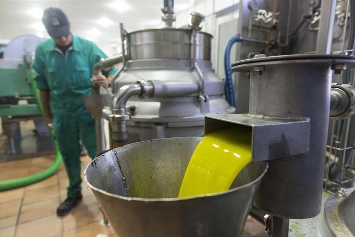 La producción de aceite rondará las 1,4 millones de toneladas