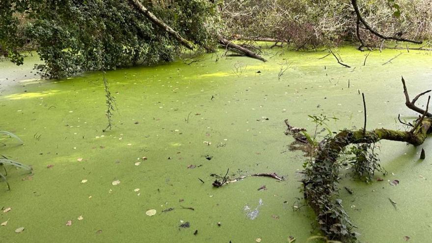 Hallan en As Brañas de Sada una planta en peligro de extinción de la que solo existen dos poblaciones en España