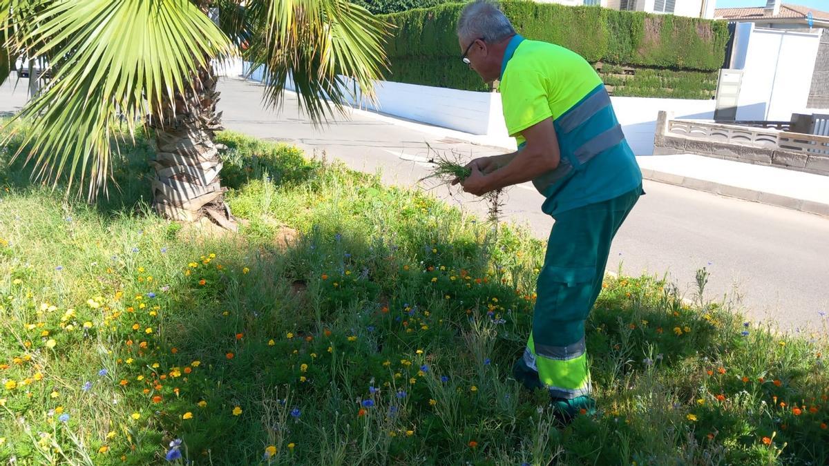 El Ayuntamiento apuesta por plantar plantas silvestres propias del clima mediterráneo.