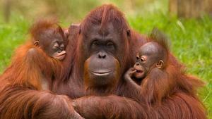 Una hembra de orangután con sus dos crías.