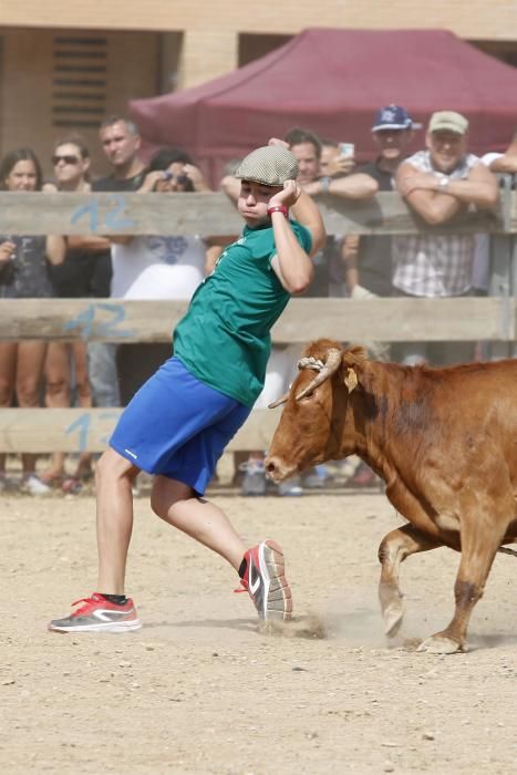 Vaquetes de Torroella de Montgrí