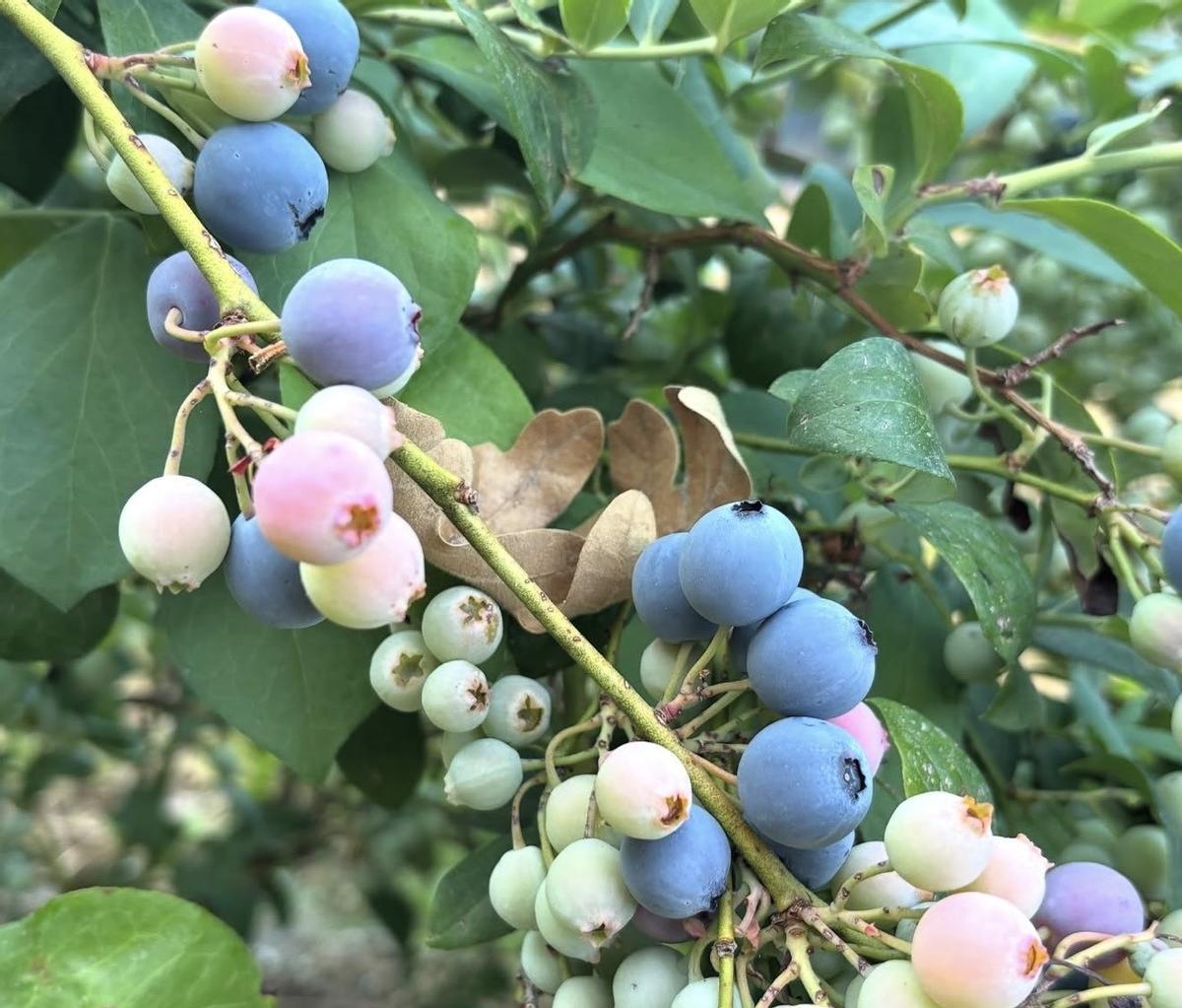 El arándano está considerada la fruta del siglo XXI