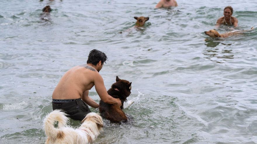 El calor extremo dispara el riesgo de golpes de calor entre los perros