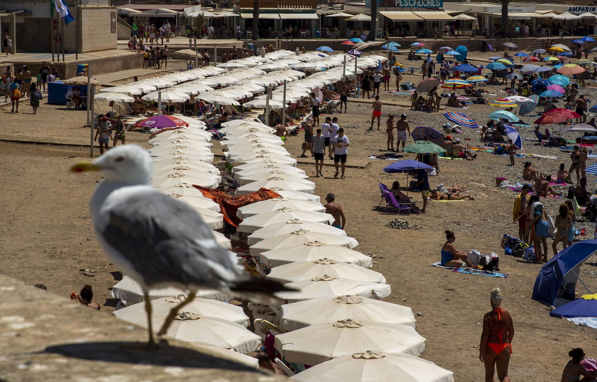 Tabarca, al 100% este verano