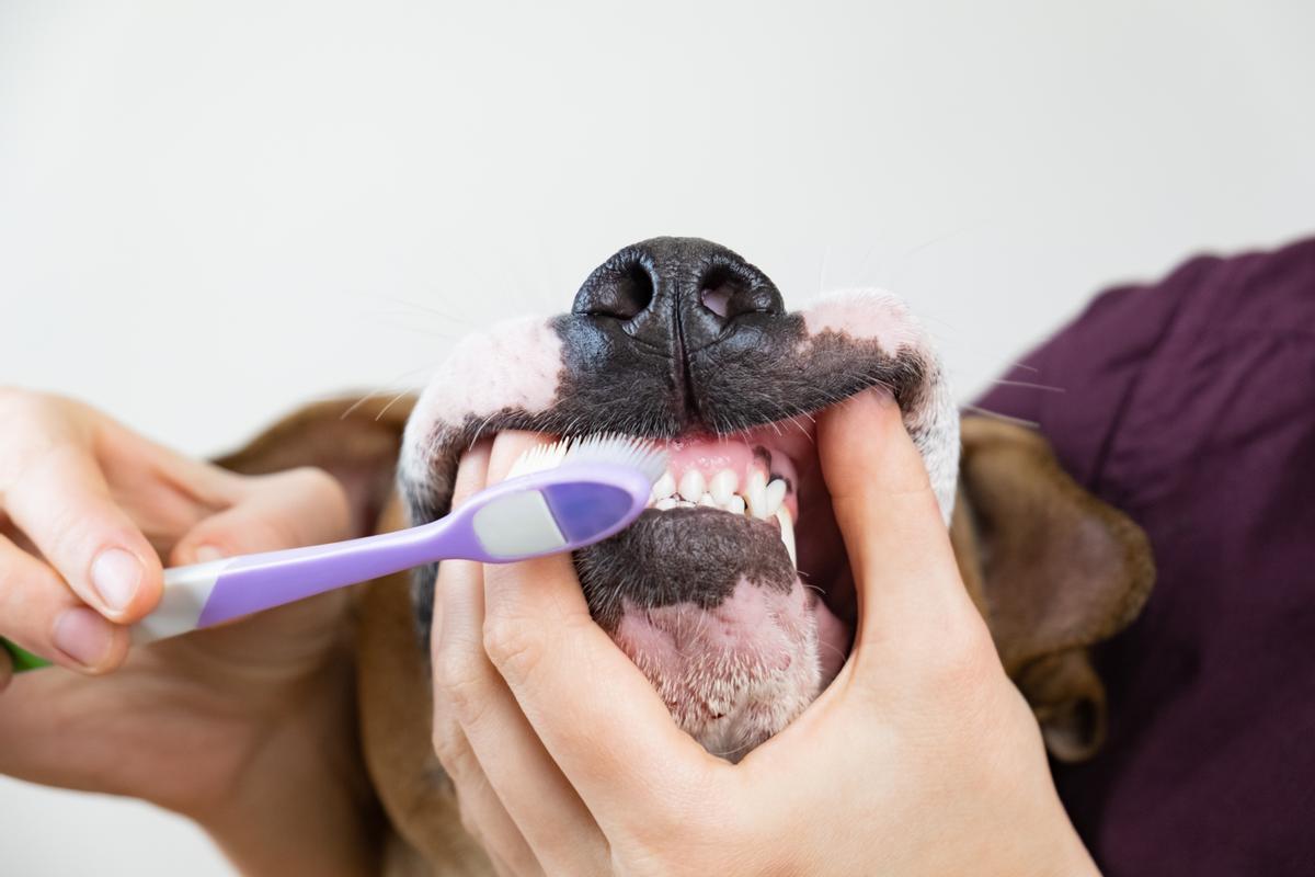 ¡Salud bucal canina al alcance de tus manos! Aprende a limpiar los dientes de tu perro