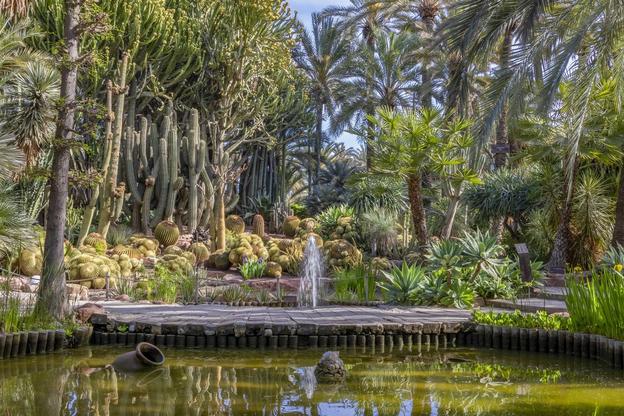 Este jardín botánico es el mayor palmeral del continente.