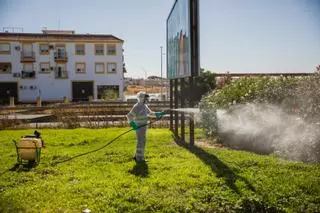 Andalucía detecta la circulación del Virus del Nilo en mosquitos