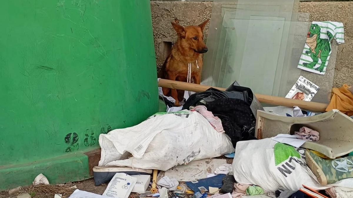 La perrita, atada y abandonada entre basura