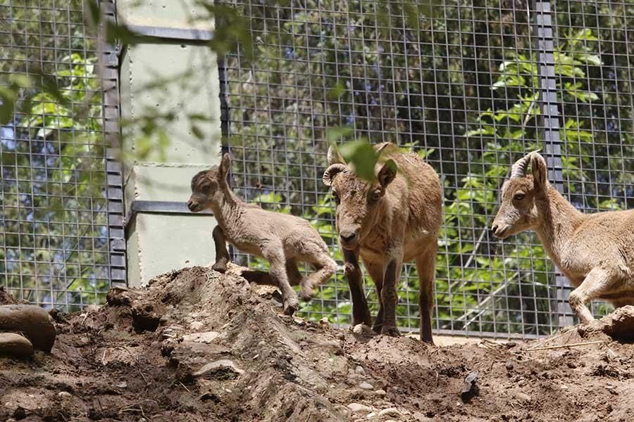 Coronavirus en Córdoba: los animales del zoológico siguen con su rutina diaria