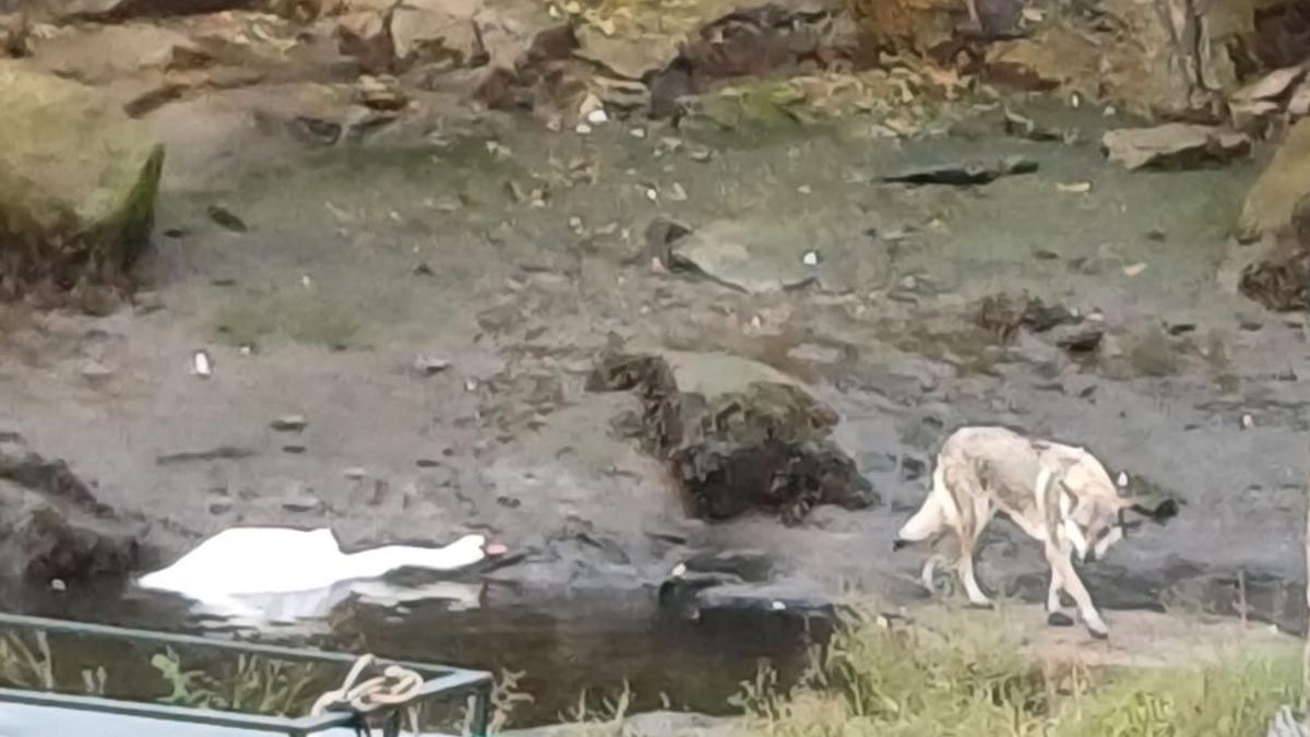 Una imagen del perro atacando a uno de los cisnes en Currás.