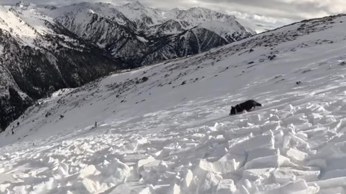 Moment en que Ares Masip i el seu gos es veuen sorpresos per una allau