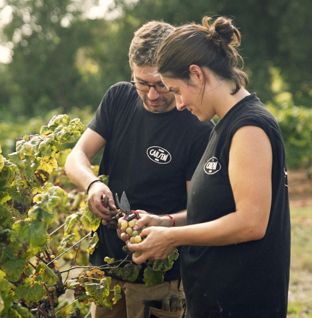 La verema de sequera, l'any 2024.