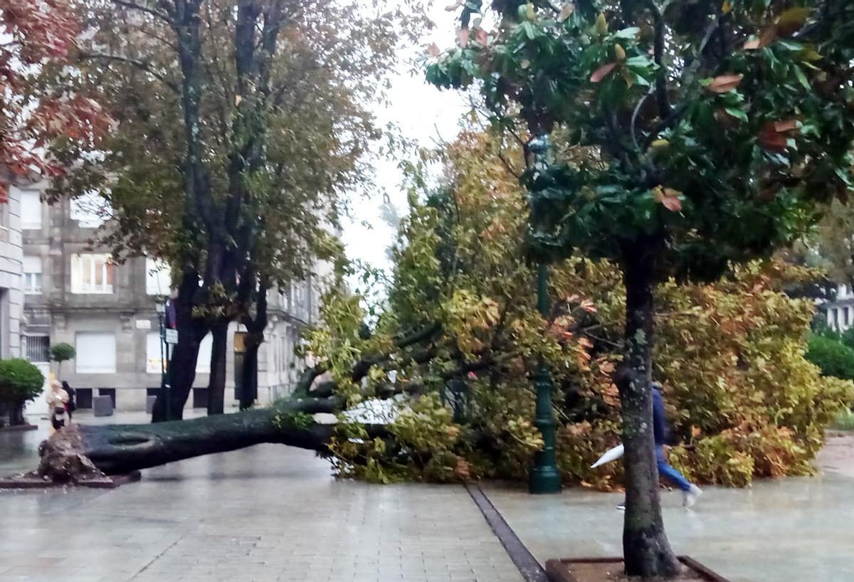 Árboles caídos por el temporal en la Alameda de Vigo