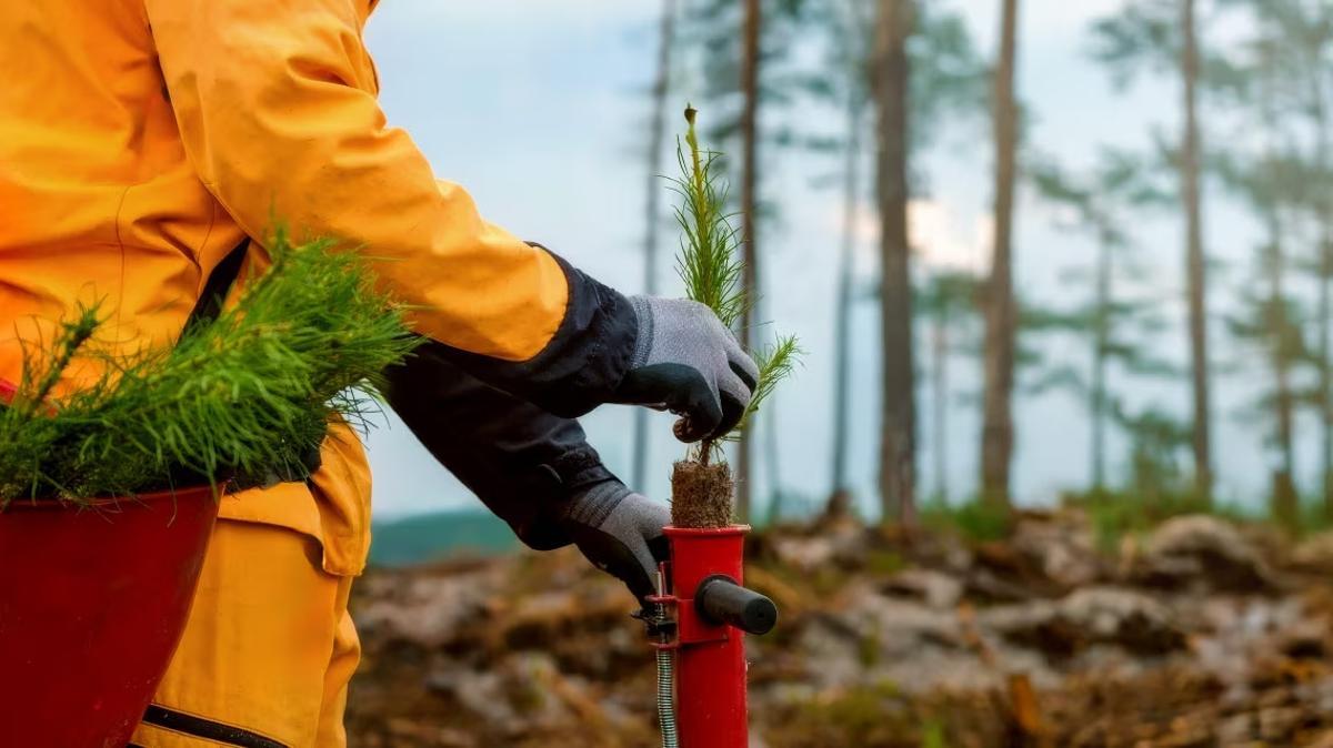 Esta convocatoria priorizará iniciativas orientadas a la recuperación de los ecosistemas afectados por los incendios de 2025.