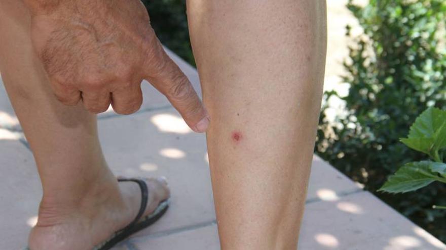 Una plaga de mosquitos en Vinaròs obliga a tomar medidas de urgencia