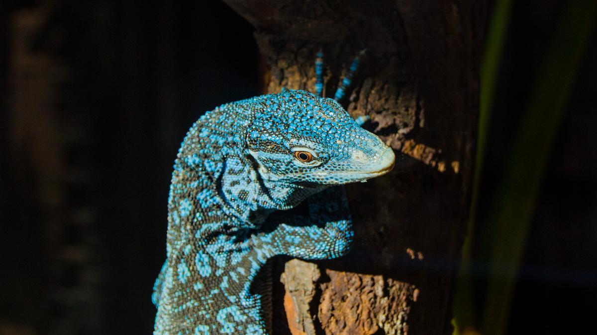Varano azul, reptil en peligro de extinción