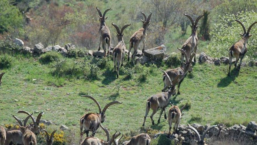 Más de 80 afectados alertan de graves daños por las cabras