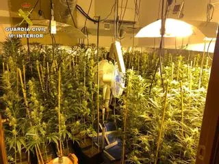 La Guardia Civil desmantela tres plantaciones 'indoor' de marihuana en Madrid y Toledo y detiene a ocho personas