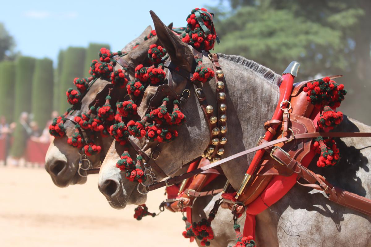 Los coches de caballos lucen su esplendor del Alcázar al Arenal