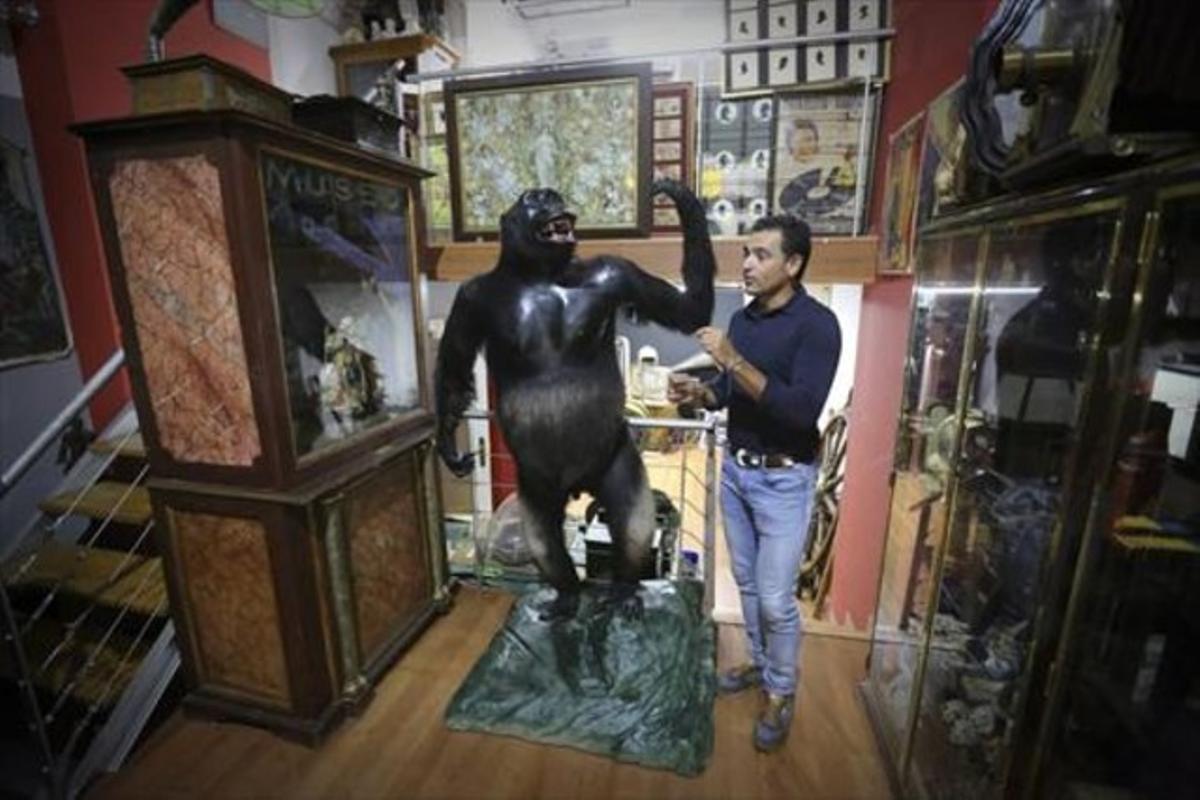 El anticuario Víctor Gómez, junto a uno de gorilas que encandilaron al público en el Taxidermista, en una de sus tintinescas tiendas.